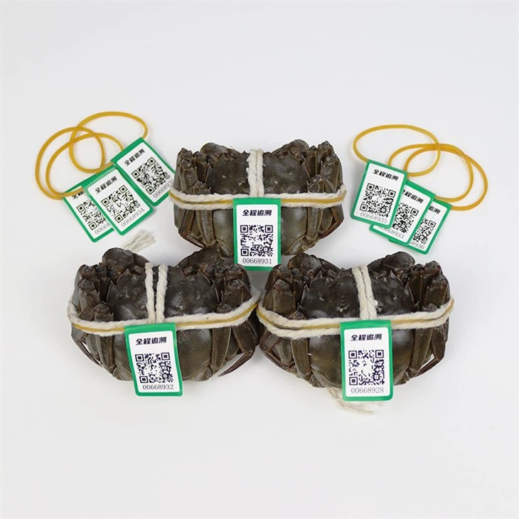 Rubber Band With Traceability Label